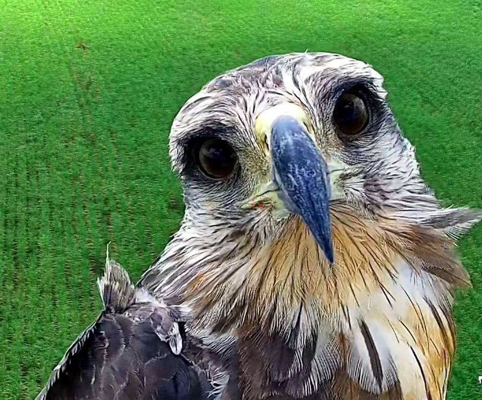 Aves da espécie Águia-cinzenta são avistadas pelas torres de monitoramento nas florestas da Suzano em Mato Grosso do Sul — Foto: Divulgação/Suzano