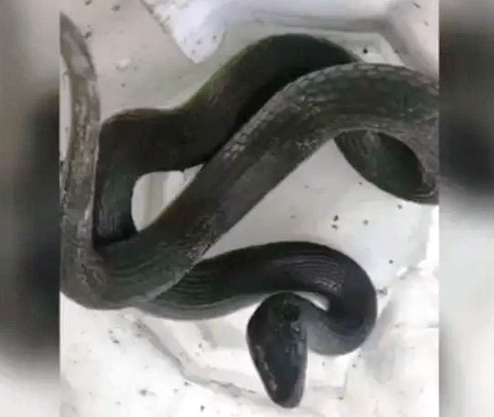 Bebê de um ano é atacada por cobra dentro de casa no litoral de SP