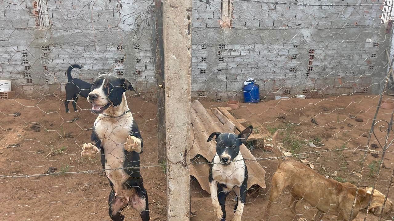 Quatro cães são resgatados em situação de maus-tratos e tutor é preso em Tambaú