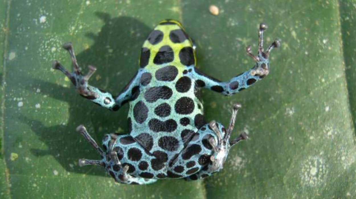 Nova espécie de rã-veneno 'rara' é descrita na Amazônia