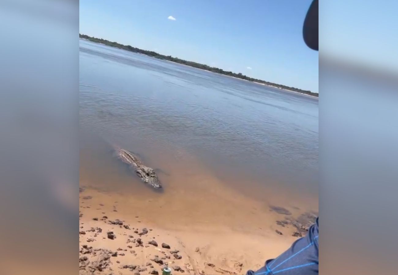Pescador oferece peixe e interage com jacaré gigante TO: 'Joãozinho, vem cá'