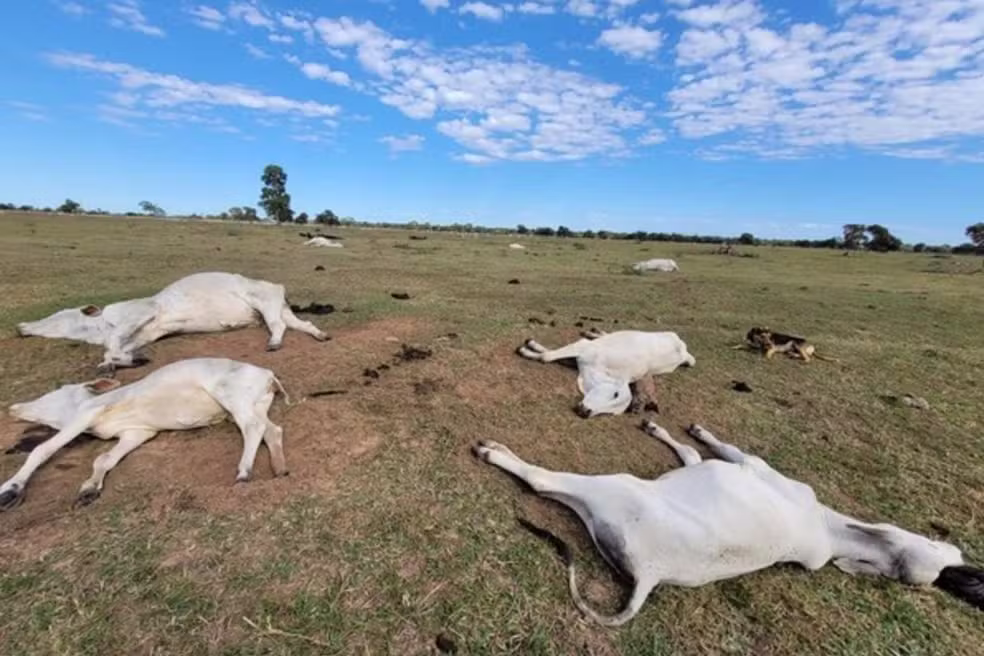 Mais de 80 bovinos morreram de frio em MS em 2026, conforme a Iagro. — Foto: Arquivo/g1 MS