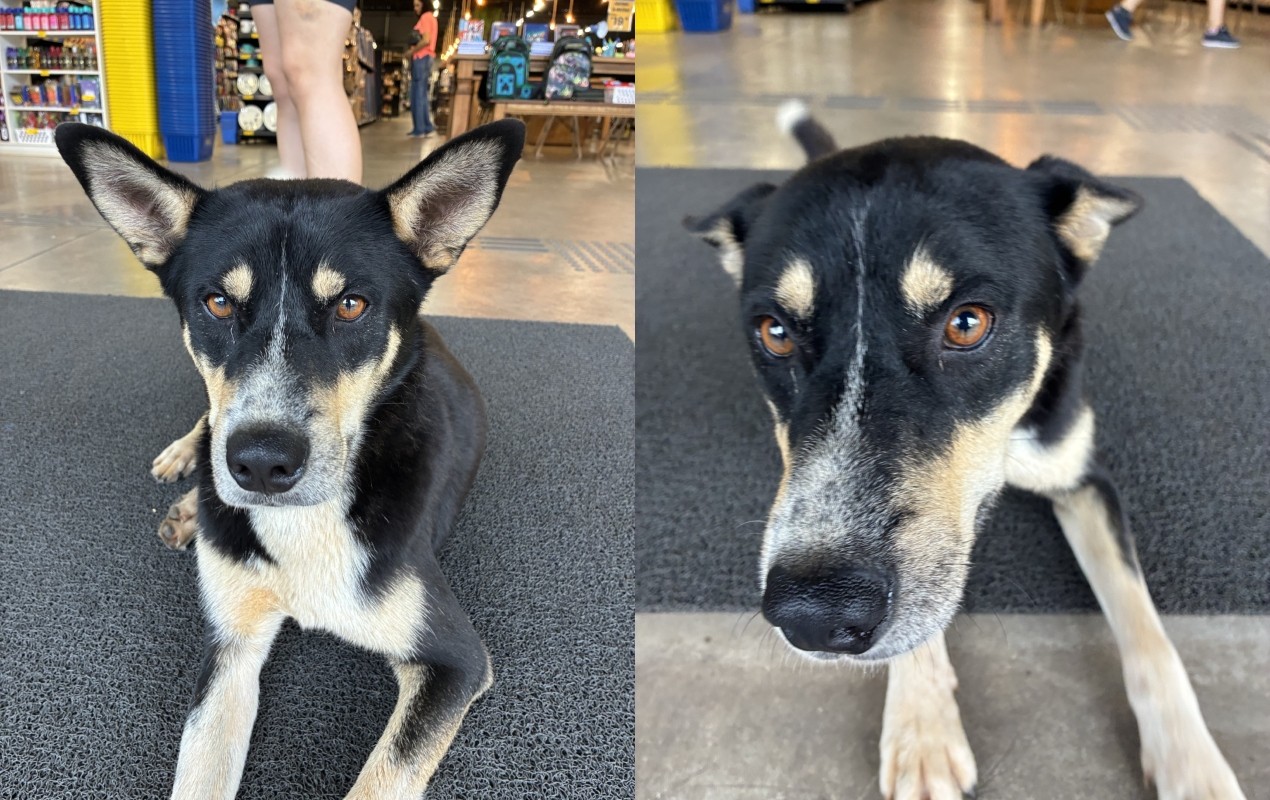 De 'CEO' a 'frentista': cães comunitários recebem cuidados em comércios do interior paulista