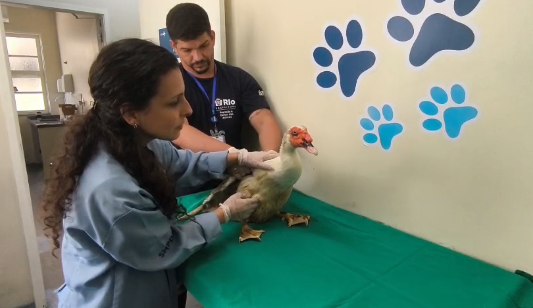 Patos e ganso resgatados após furto voltam ao laguinho do Parque Guinle nesta terça-feira