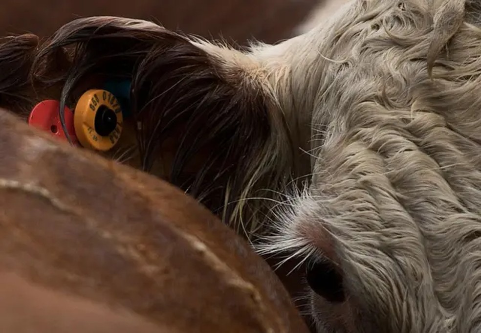 Todas as vacas no Uruguai devem ser identificadas com tags nas orelhas — Foto: AFP/Getty Images