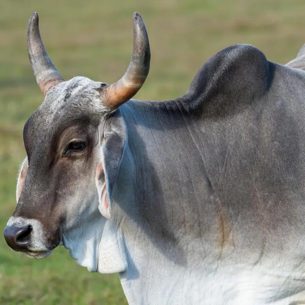 O Brasil importou mais de 2 mil zebus entre o final do século 19 e o início do século 20, para povoar suas pastagens — Foto: Getty Images via BBC