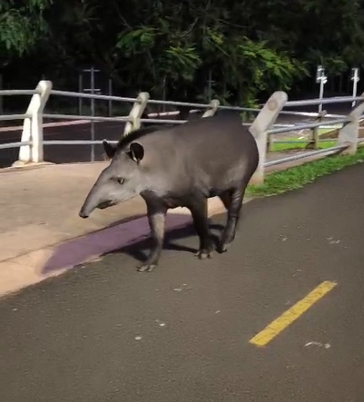 Passeio inusitado: anta aparece tranquila entre pessoas em parque de MS; veja vídeo
