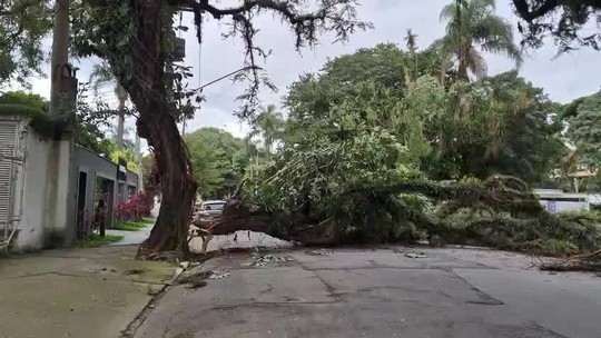 Uma pessoa morre durante temporal em São Bernardo; chuva e vento forte provocam alagamentos, quedas de árvores e falta de luz em SP  - Programa: G1 SP 