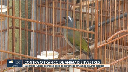 VÍDEOS: MG1, de quarta-feira, 29 de outubro de 2025