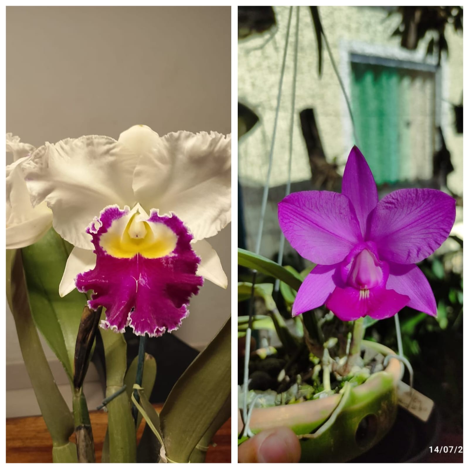 Exposição de Orquídeas começa nesta sexta-feira em Montes Claros e reúne mais de duas mil espécies