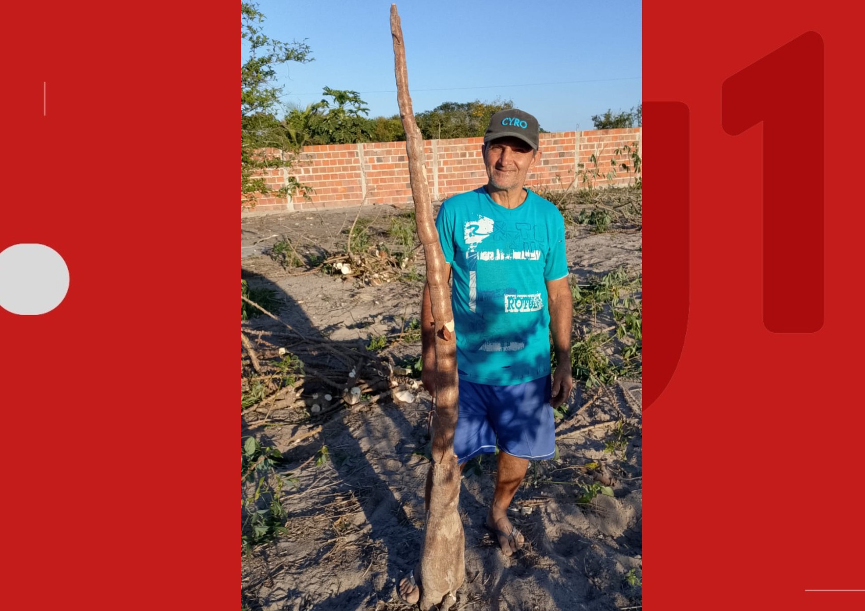 Agricultor colhe mandioca de cerca de 2 metros no interior da Bahia: 'Nunca tinha visto desse porte'