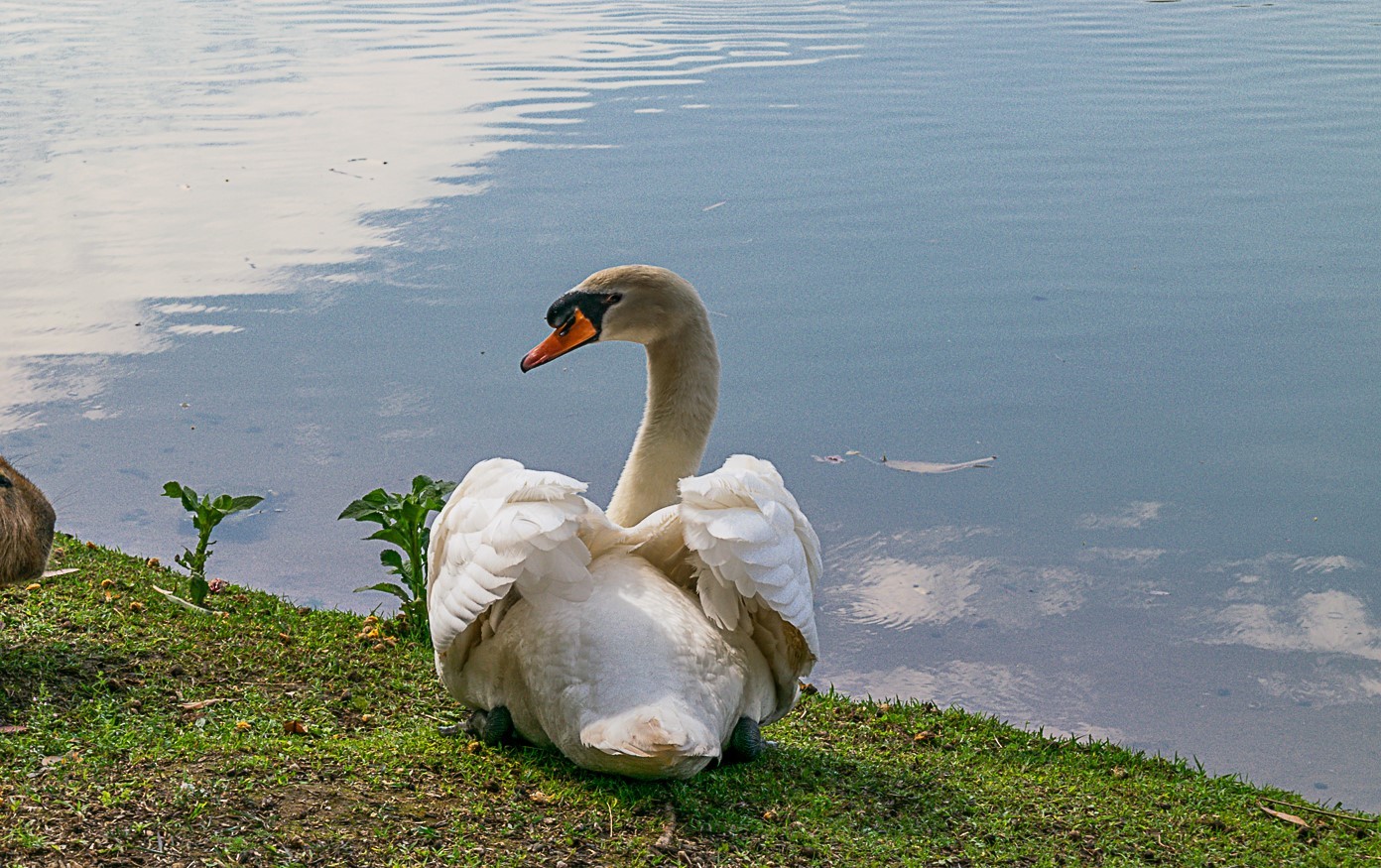 Cisne branco desaparece da Lagoa do Taquaral, em Campinas, e polícia investiga possível furto