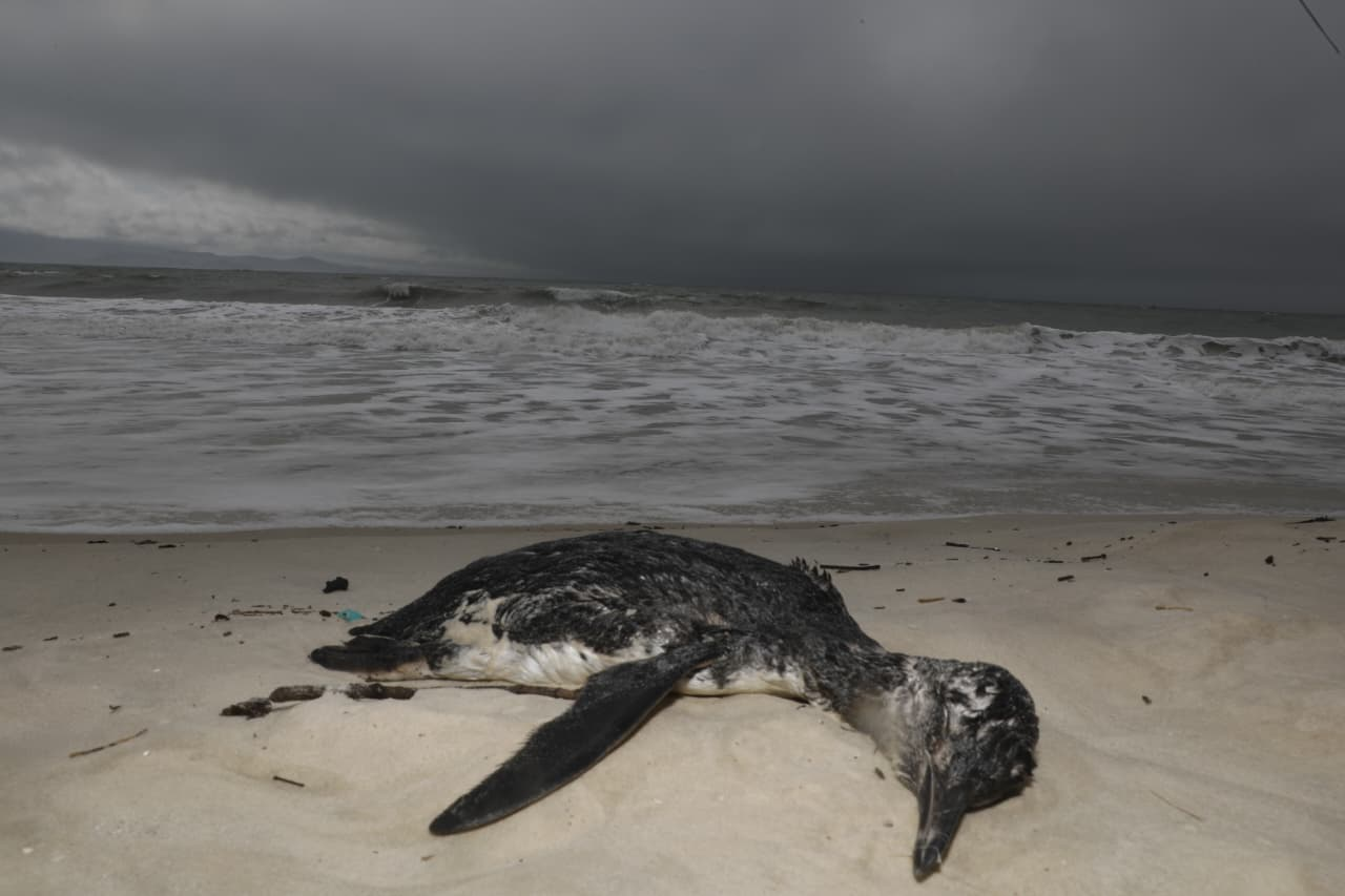 Mais de 200 pinguins são encontrados mortos em SC em dois dias