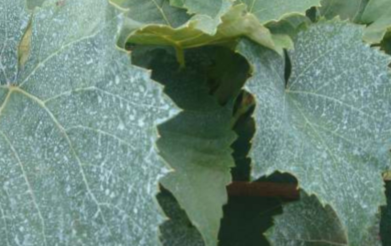 Problema com fungo? Veja como preparar a calda bordalesa para preservar plantas