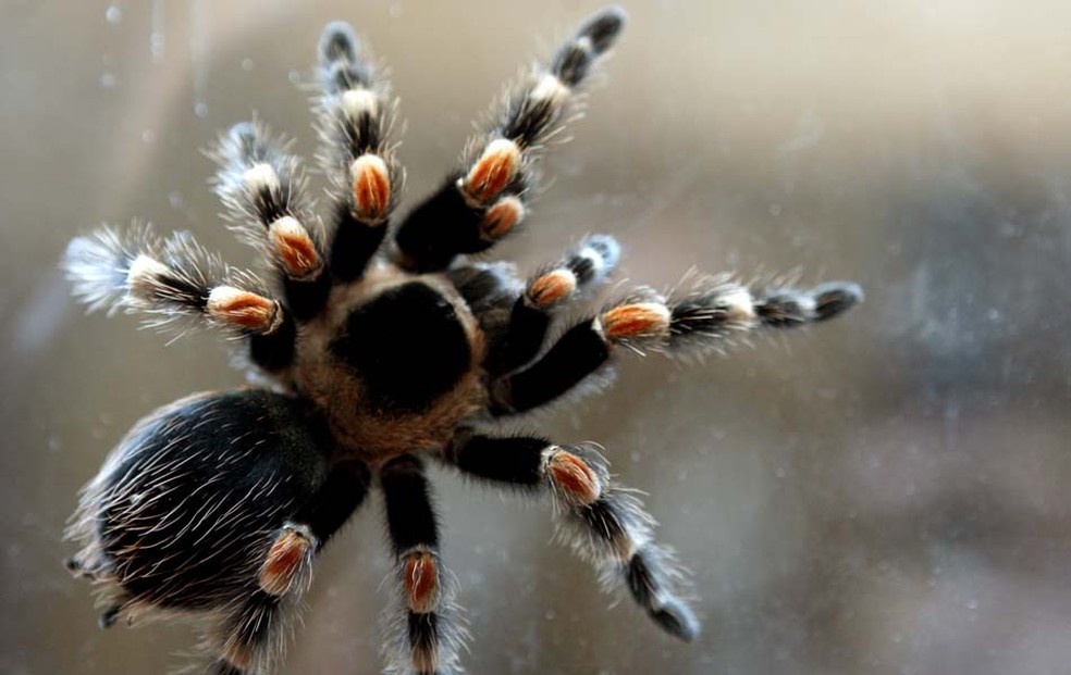 Aranha tarântula, em foto de arquivo — Foto: AP 
