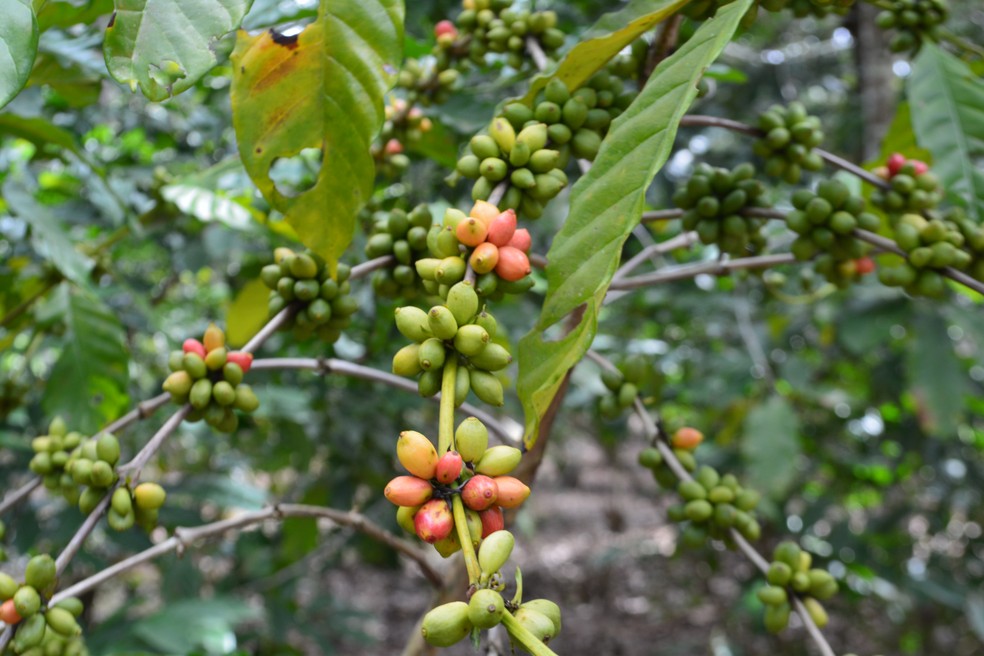 Café robusta amazônico produzido na Terra Indígena Sete de Setembro — Foto: Emily Costa/g1 RO