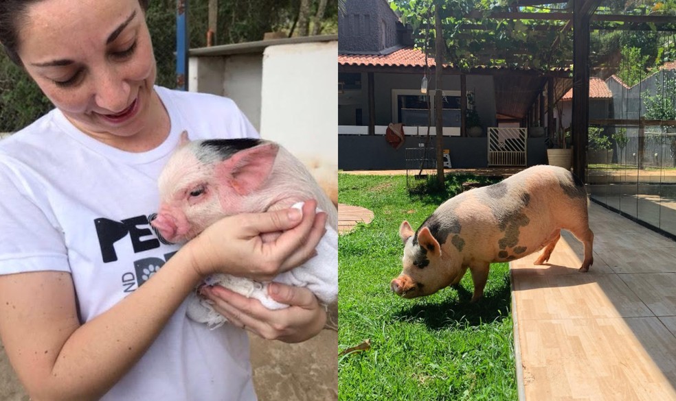 Dependendo da alimentação, mini porcos podem atingir até 80 quilos — Foto: Juliana Toledo/ Arquivo Pessoal