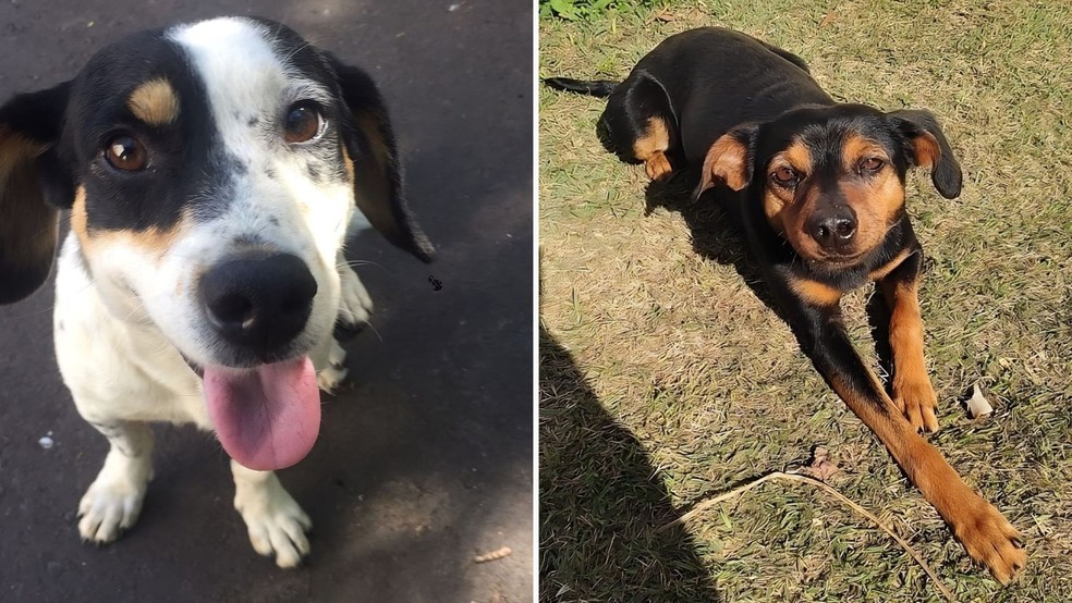 Dia do vira-lata: empresa do RS adota cães de rua e transfere para ONGs  dinheiro que era usado em fogos de artíficio, Rio Grande do Sul