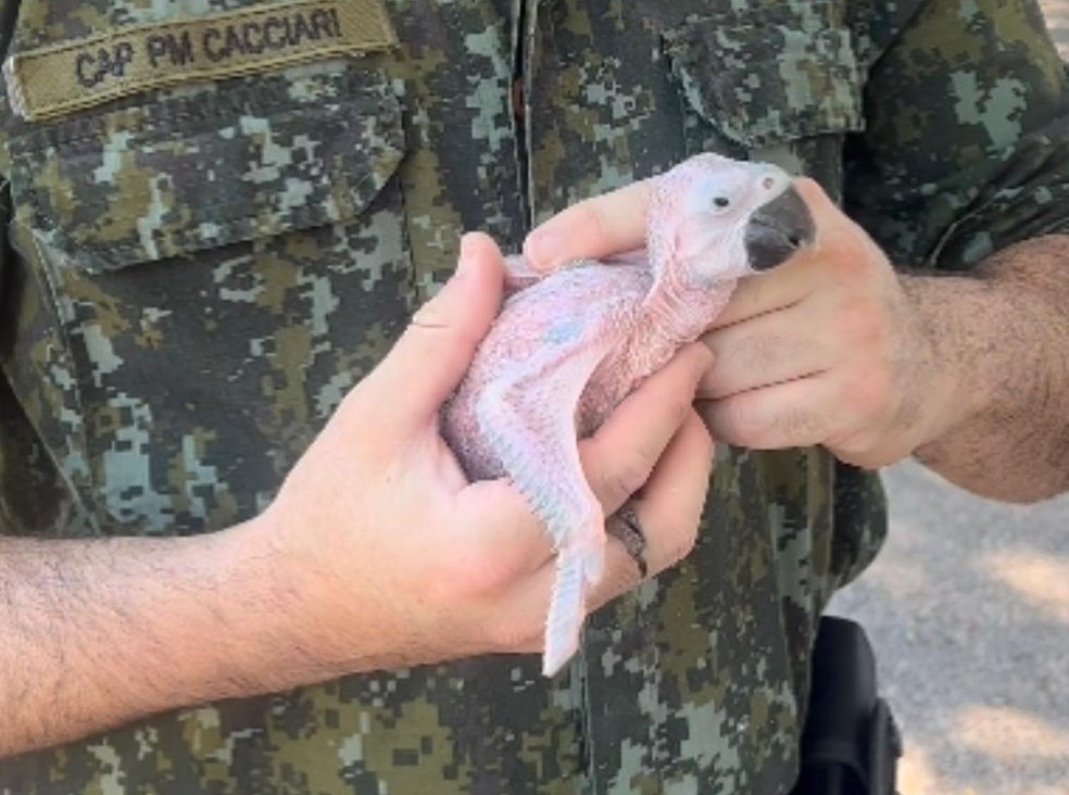 Filhotes de aves silvestres mantidos em cativeiros são apreendidos, em Teodoro Sampaio (SP) — Foto: Polícia Ambiental