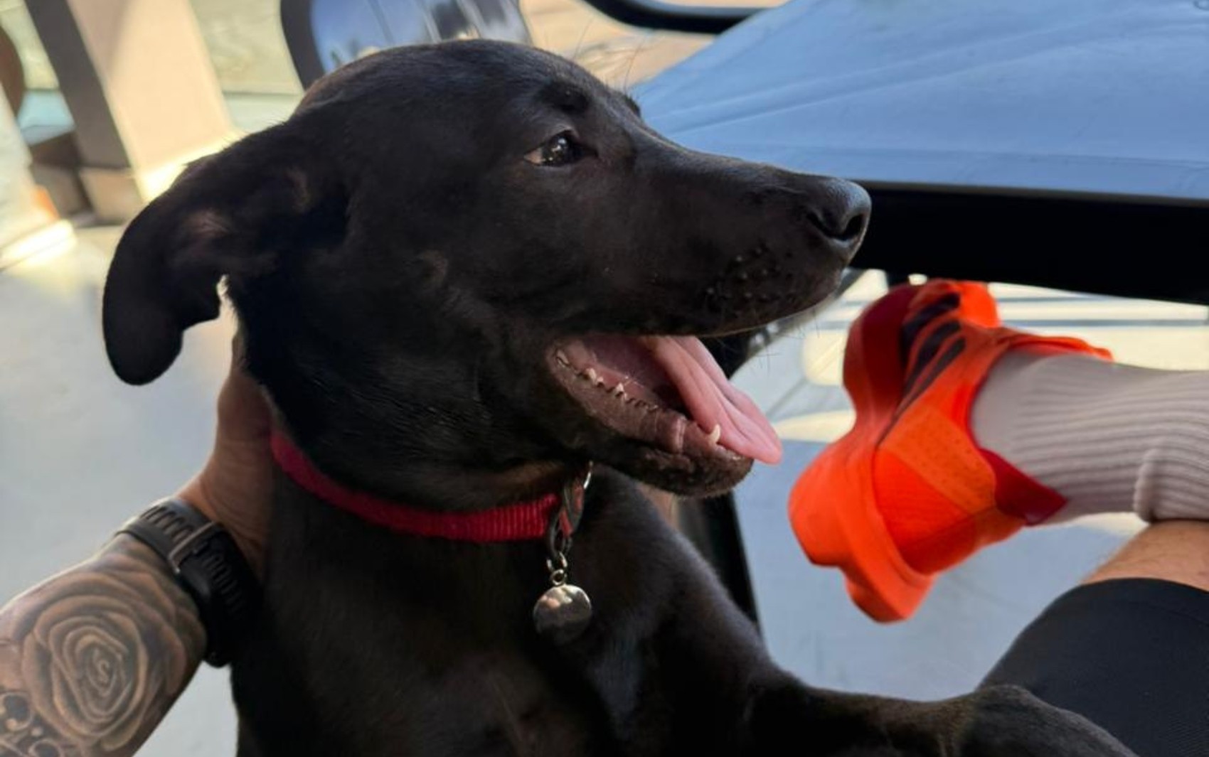 Brincalhão e carinhoso: conheça cãozinho que ajuda a aliviar a rotina tensa no Batalhão da Rotam 