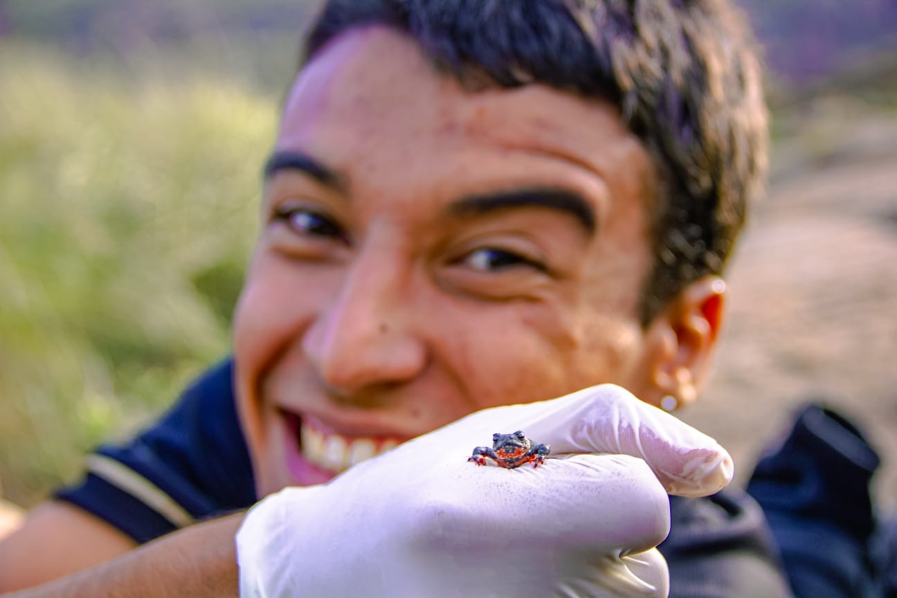 FOTOS: Estudantes registram o pequeno e raro sapo-flamenguinho no RJ