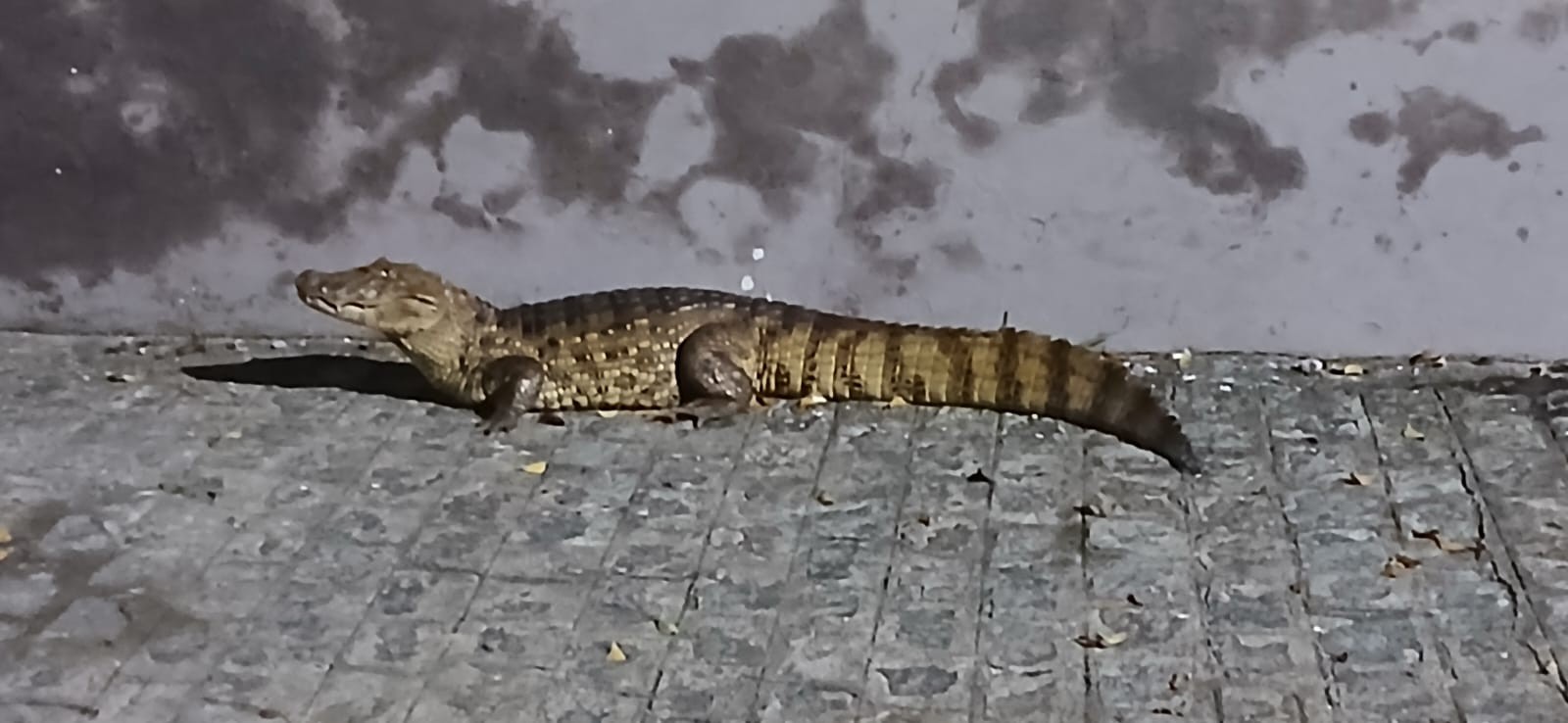Jacaré é capturado após circular por ruas de Fagundes, no Agreste da Paraíba