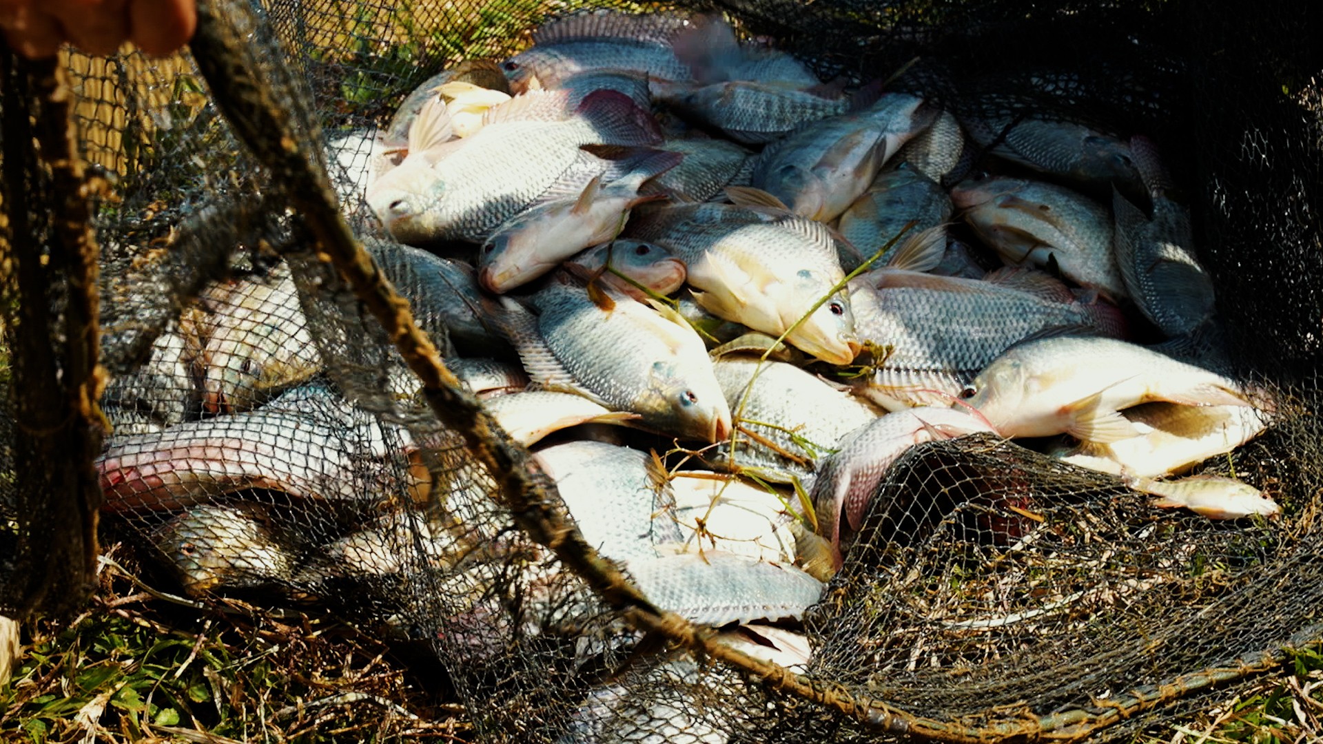 Brasil sem tilápia? Entenda o que significa a inclusão do peixe em lista de espécies invasoras
