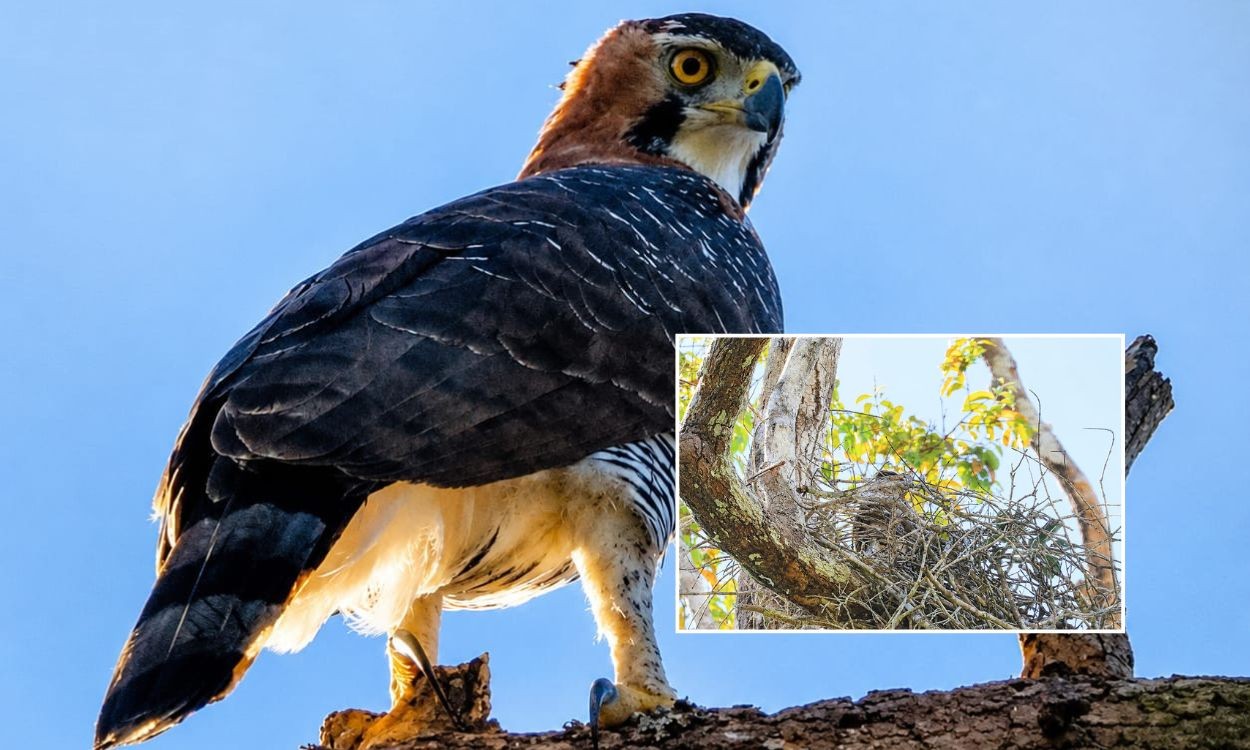 Ninho de gavião-de-penacho é encontrado pela primeira vez em reserva de MT