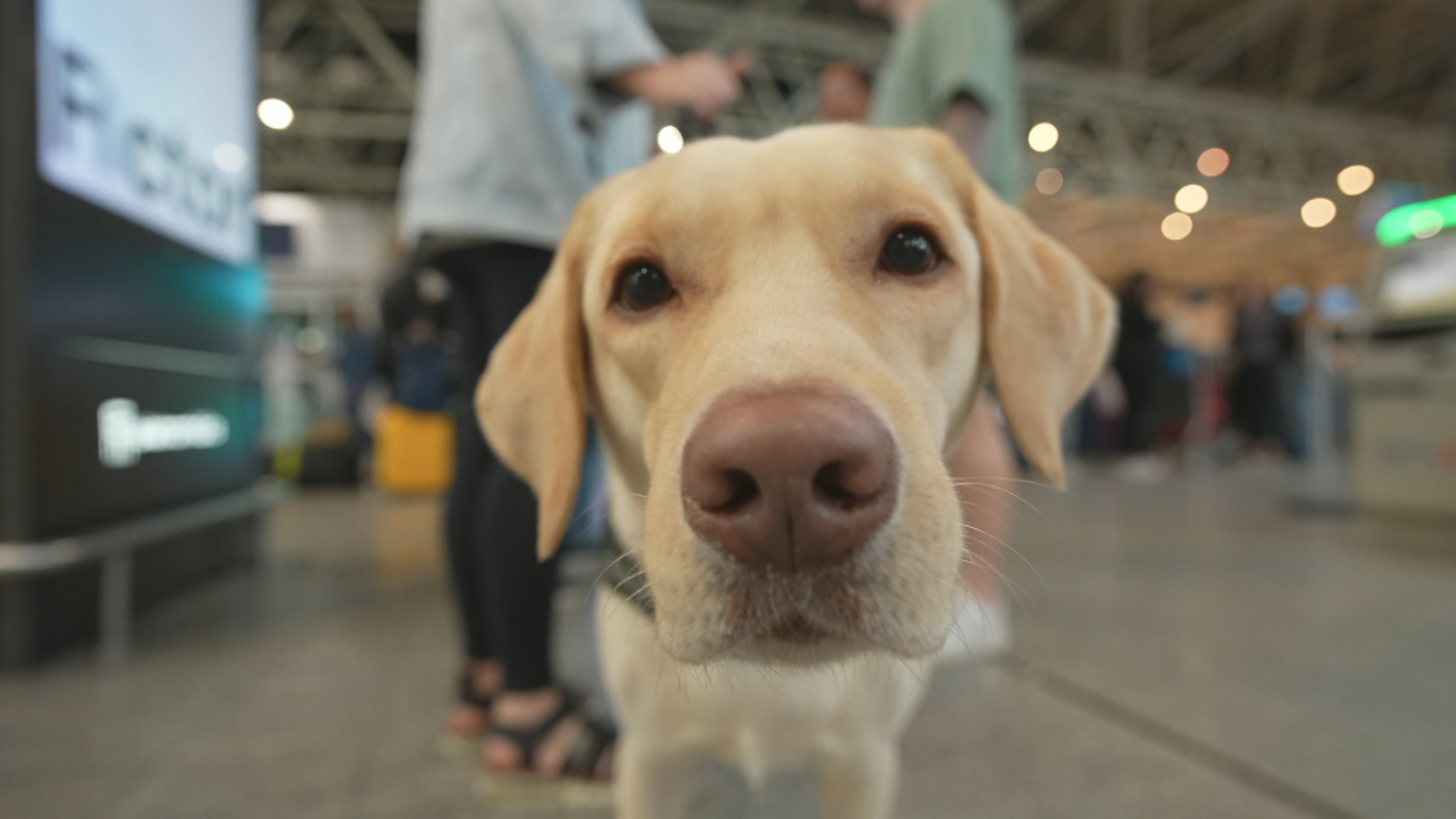 'É uma vitória para todos com deficiência', diz pai de menina autista após embarque de cão de assistência para Portugal