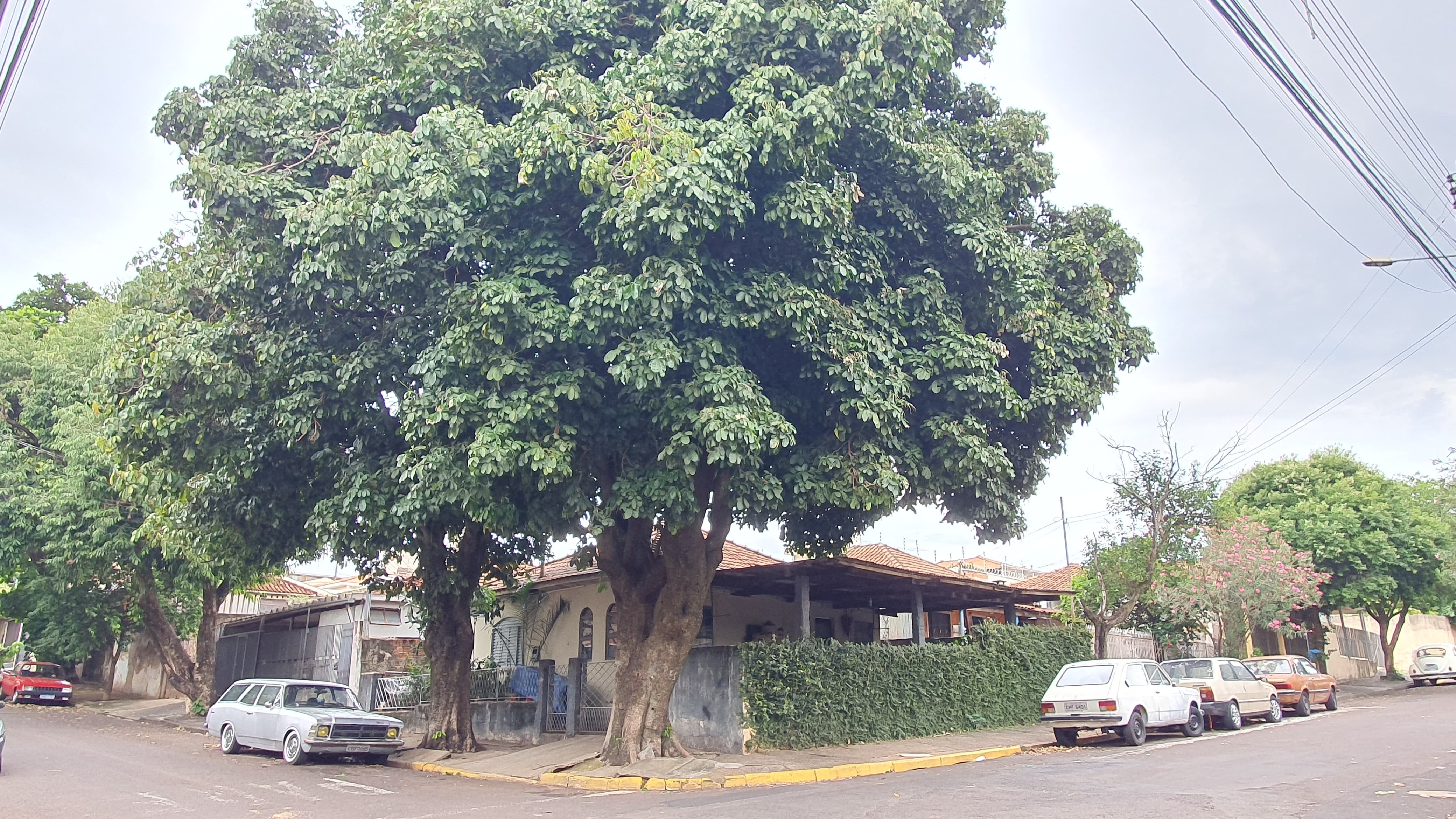 Decreto estabelece regras para compensação ambiental ao corte de árvores na área urbana de Presidente Prudente