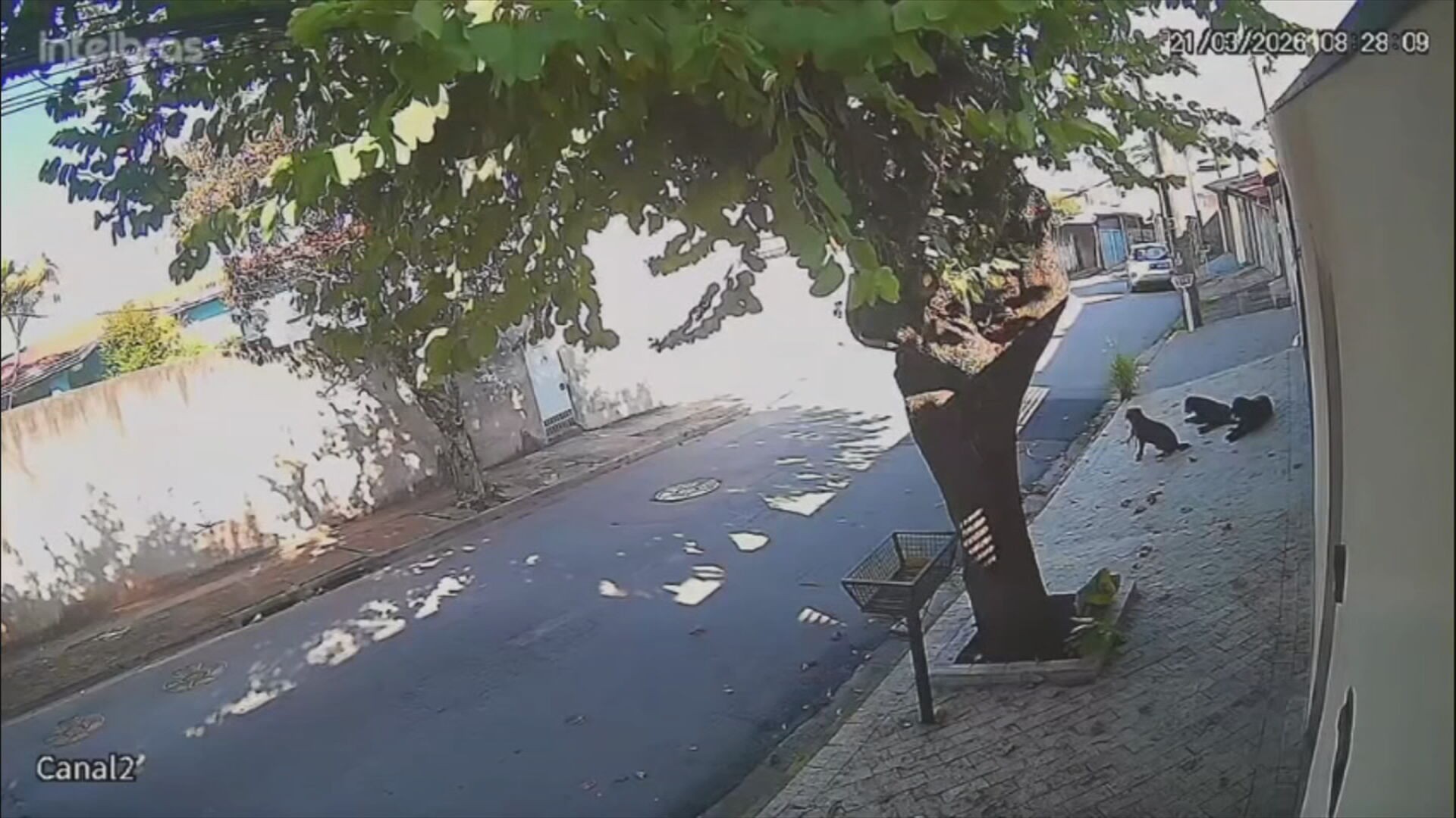 Ataques de cães mudam rotina e geram medo em bairro de Jundiaí