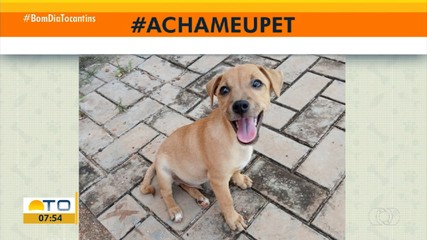 Tutora pede ajudar para encontrar cachorro Billy desaparecido no bairro Irmã Dulce