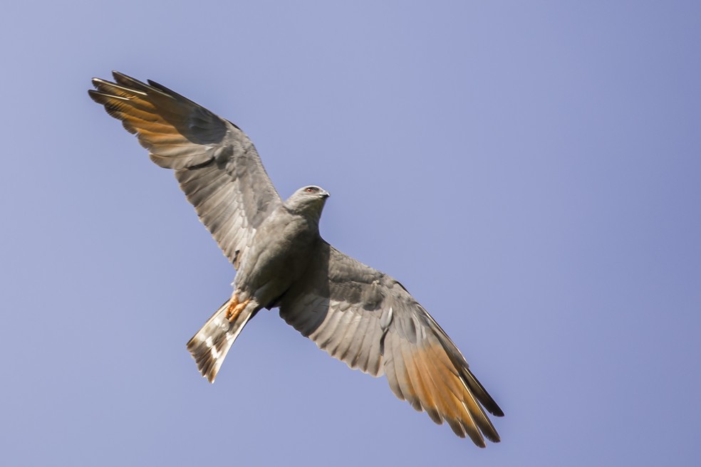 Sovi é um gavião brasileiro que possui aproximadamente 34 centímetros de comprimento — Foto: Ricardo Japur/Acervo Pessoal