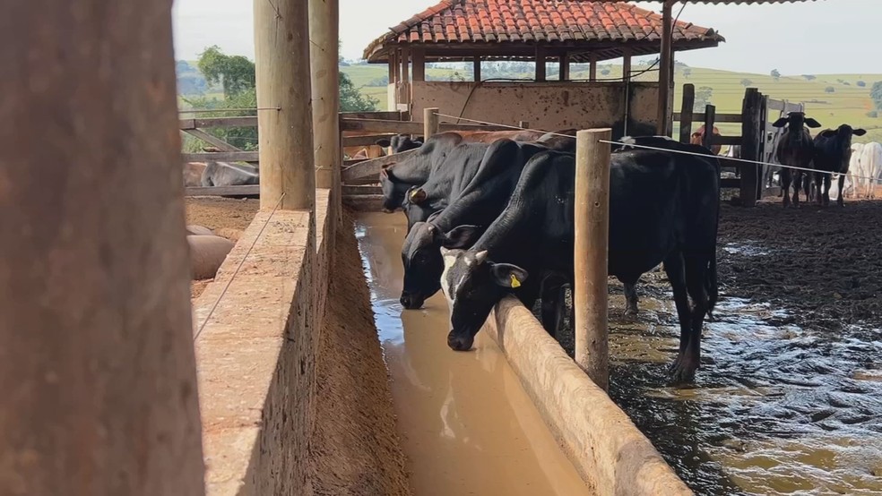 Silagem fortalece nutrição do gado nos períodos de estiagem — Foto: TV TEM