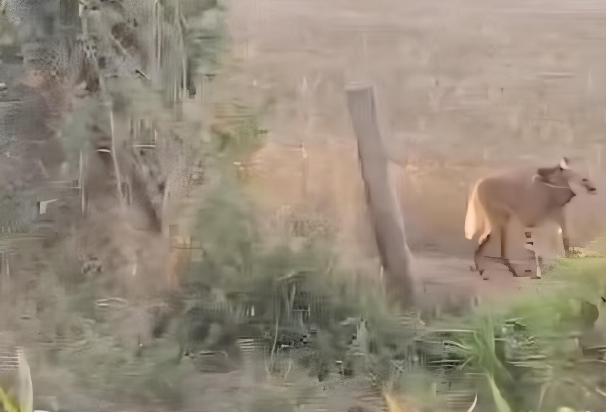 Quatro filhotes de lobo-guará são flagrados em Boa Esperança, MG