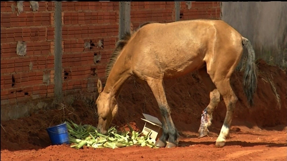 Aveia contaminada mata 13 cavalos no Distrito Federal