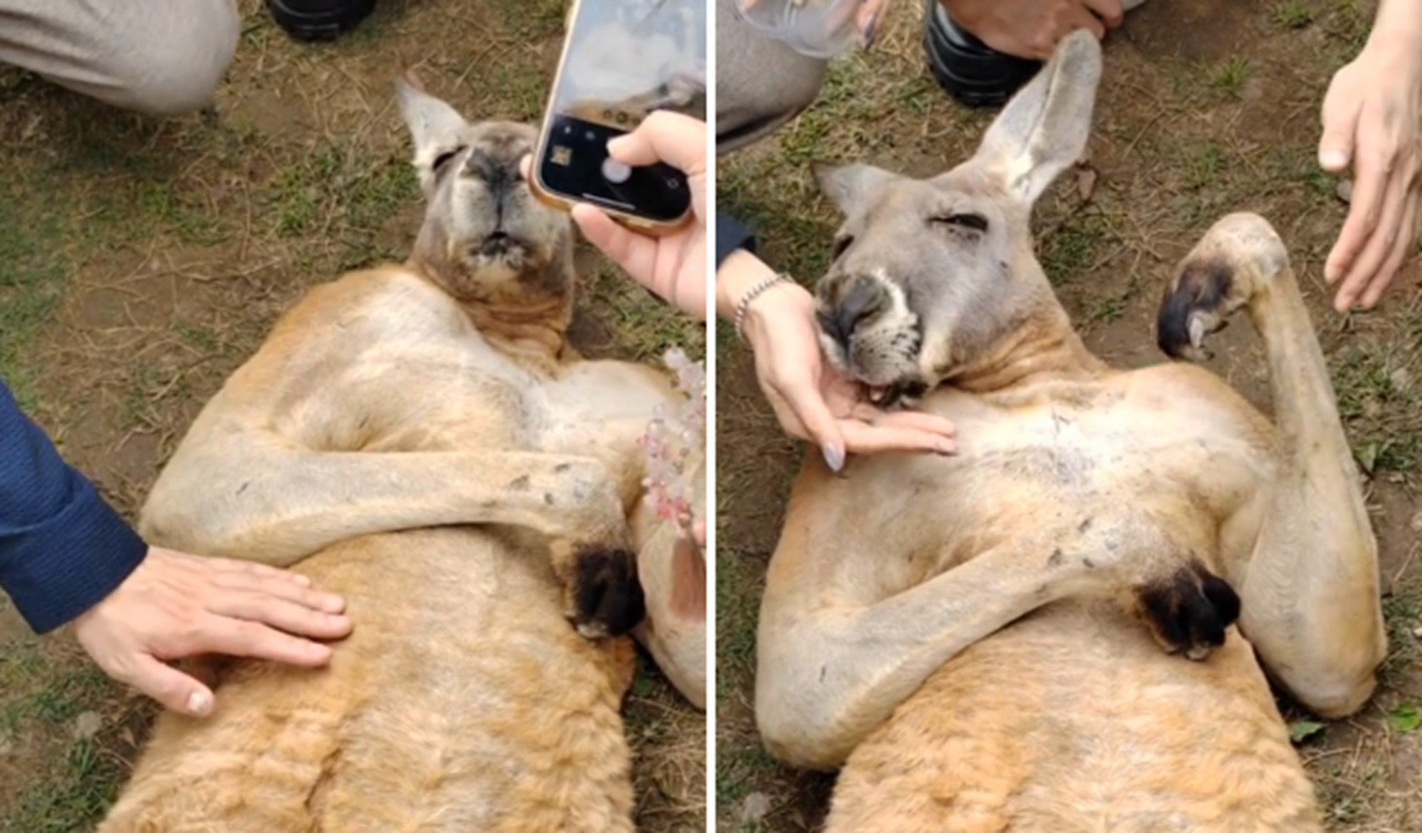 É #FATO: Vídeo mostra canguru deitado recebendo carinho e comida de visitantes em zoológico na China; ASSISTA