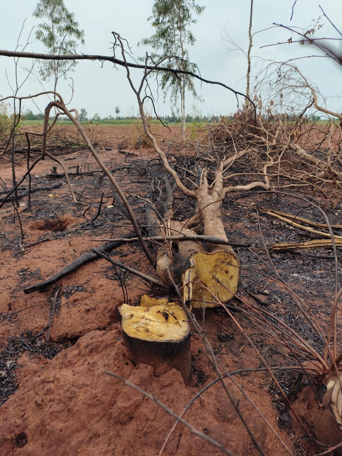 Sitiante é multado em mais de R$ 5 mil por uso de fogo em área agropastoril, em Teodoro Sampaio