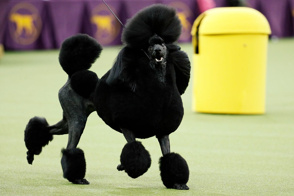 Racas Cruzadas De Poodle 50 Popular Poodle Mixes & Doodle Cross Breeds