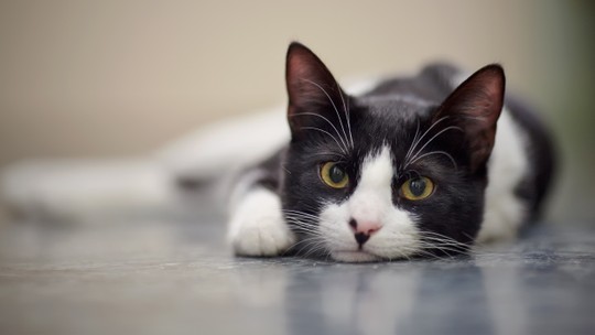 Adolescentes são condenados à prisão por torturar e assassinar gatos no Reino Unido: 'Queria matar alguém' - Investigadores encontraram no celular de um rapaz mensagens sobre impulsos assassinos. Entre os condenados também está uma garota.