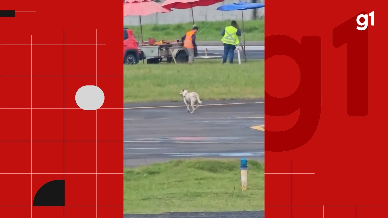 Cachorro invade pista e atrapalha pouso em aeroporto na Bahia; confira conversa entre piloto e torre de comunicação