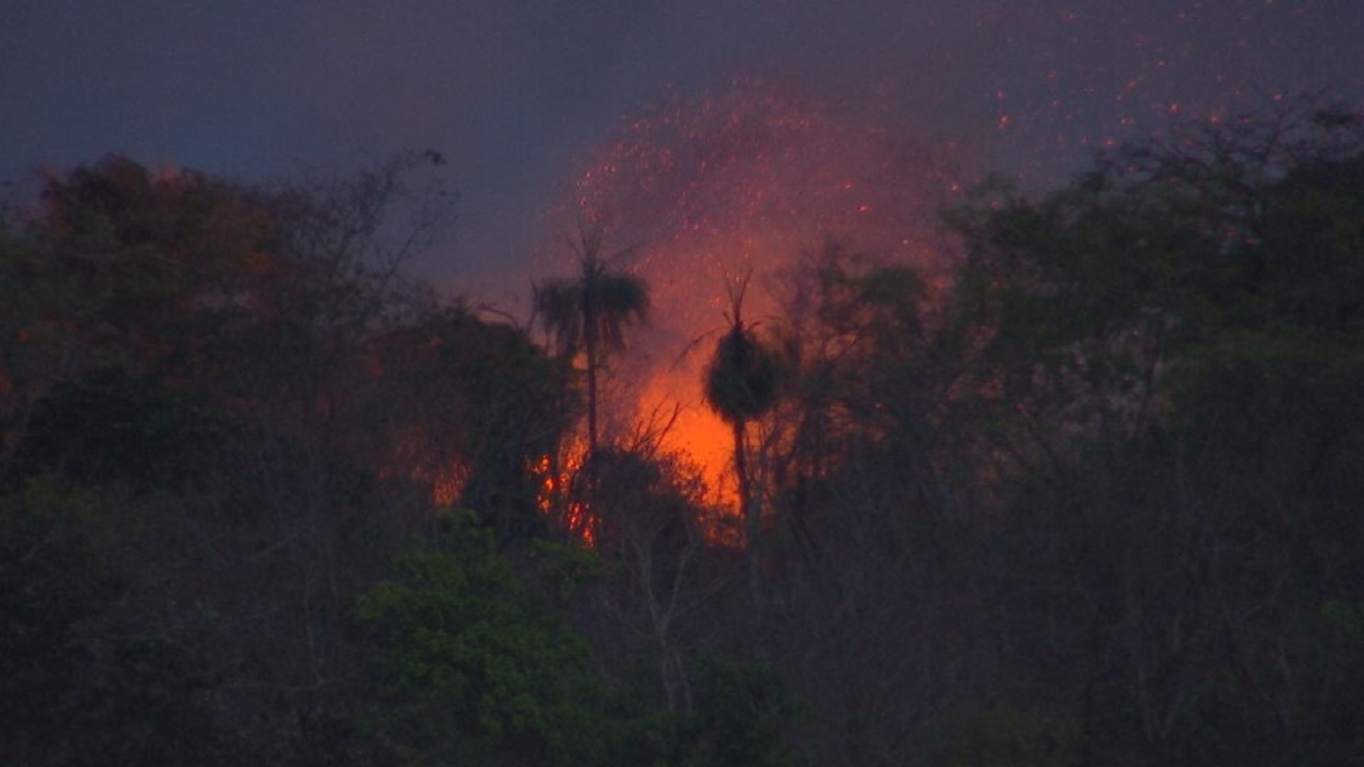 Polícia investiga se incêndio que atinge área de reserva florestal em Rio Preto foi criminoso 