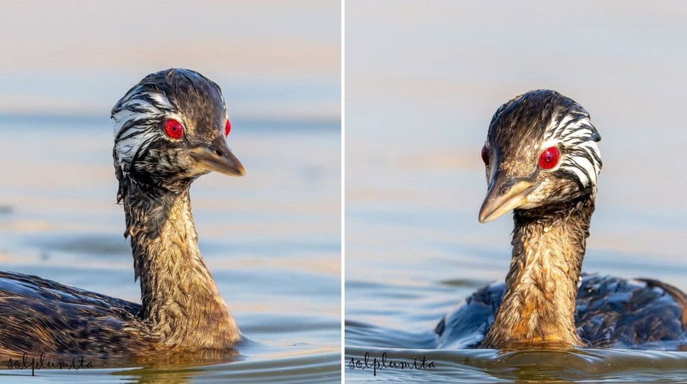 Mergulhão-de-orelha-branca (Rollandia rolland) com olhos similares ao anime — Foto: Reprodução / @sol.plumita