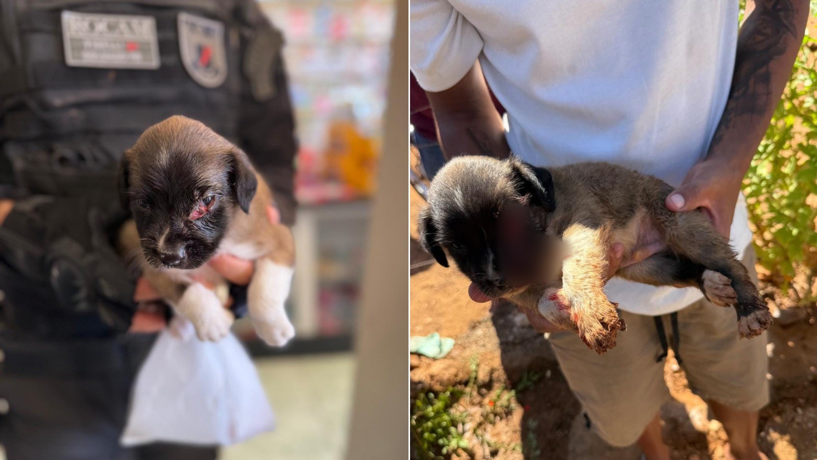 VÍDEO: filhote de cachorro é resgatado por policiais após ser baleado em homicídio no Piauí