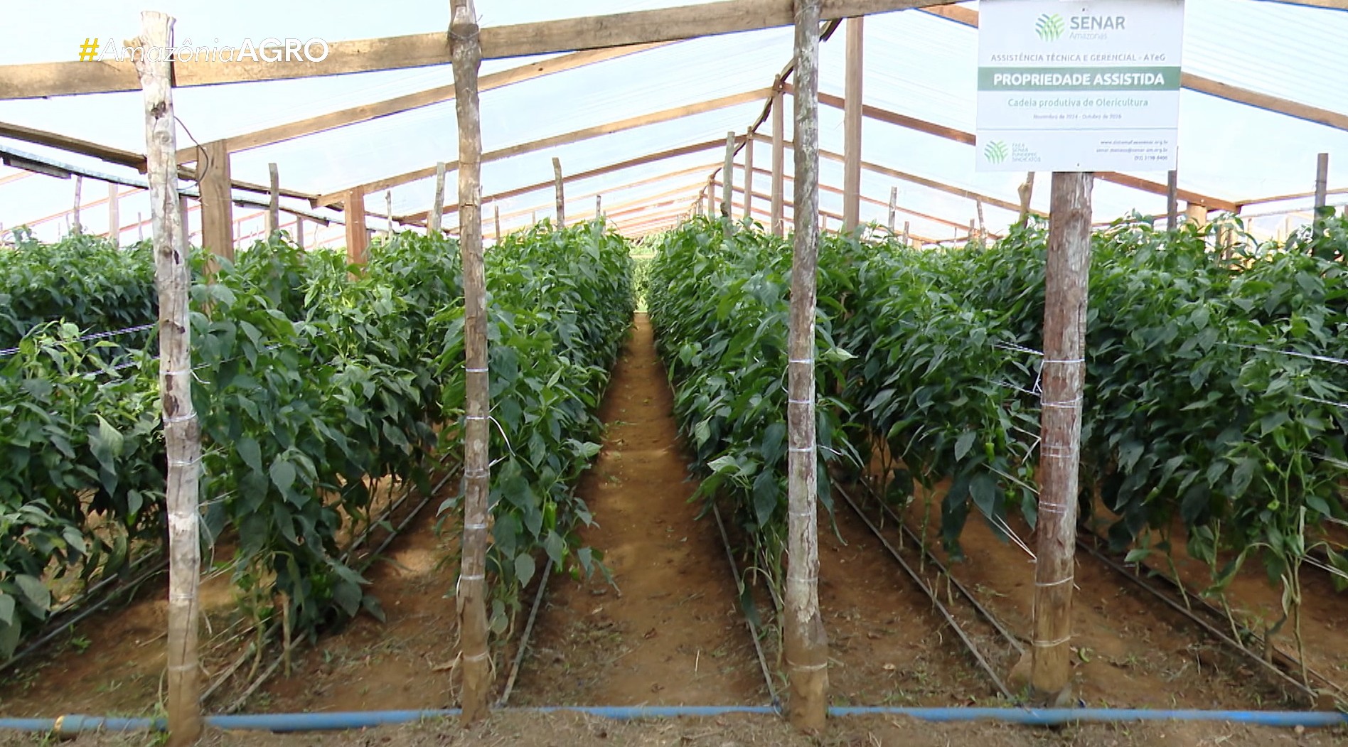 Agricultores do Amazonas investem em irrigação para garantir produtividade o ano inteiro