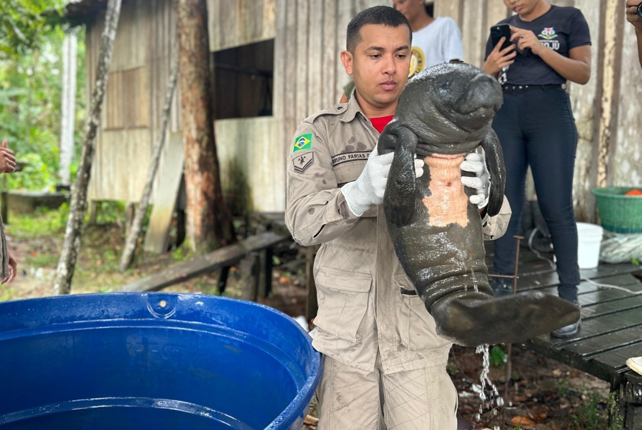Operação resgata filhote de peixe-boi em comunidade ribeirinha no Pará; VÍDEO