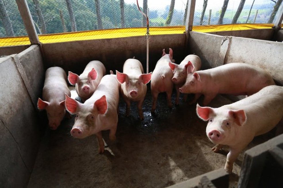 Produção de carne suína — Foto: Júlio Cavalheiro/ Secom