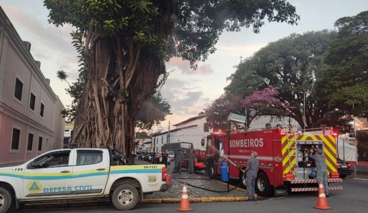Árvore centenária do Largo do Carmo tem partes retiradas após incêndio