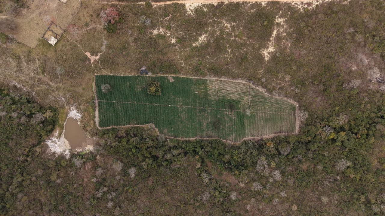 Vídeo mostra plantação com 60 mil pés de maconha em Cachoeira de Pajeú