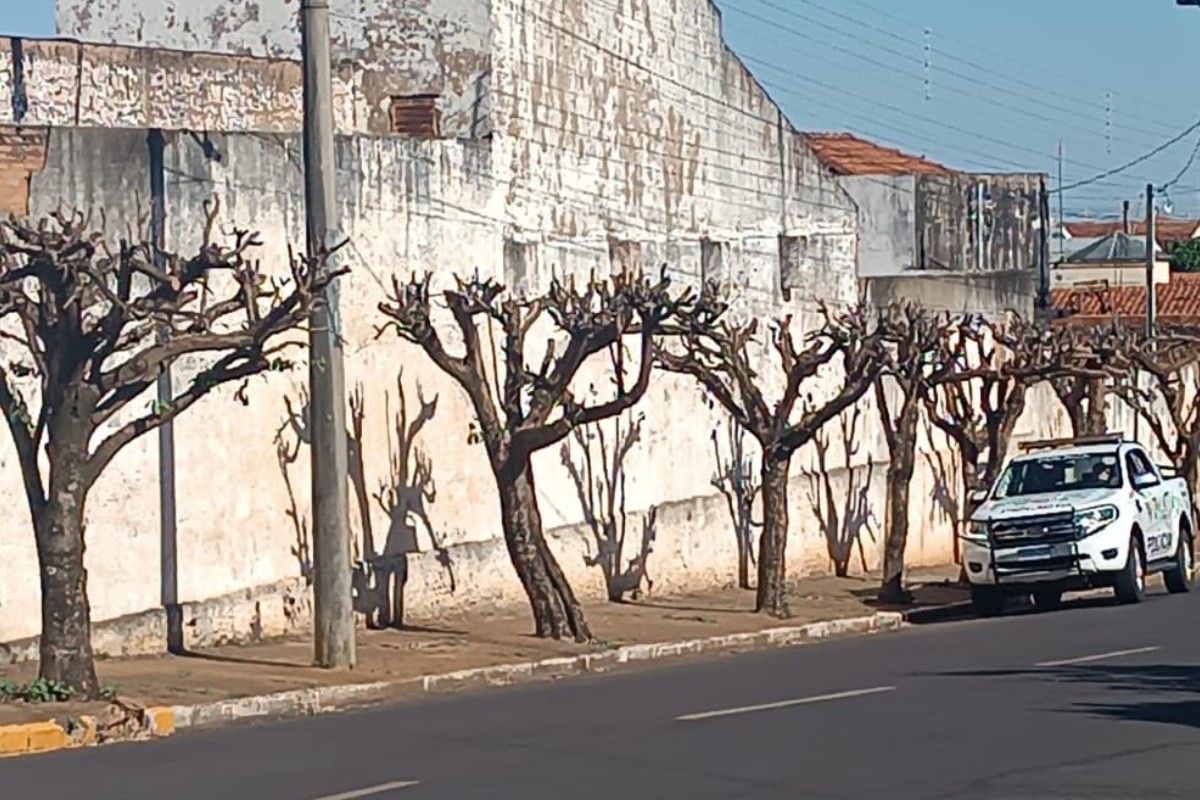 Empresa é multada em R$ 13,5 mil por poda drástica de quase 30 árvores no interior de SP